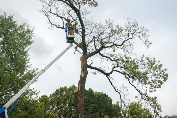  , AR Tree Services Pros